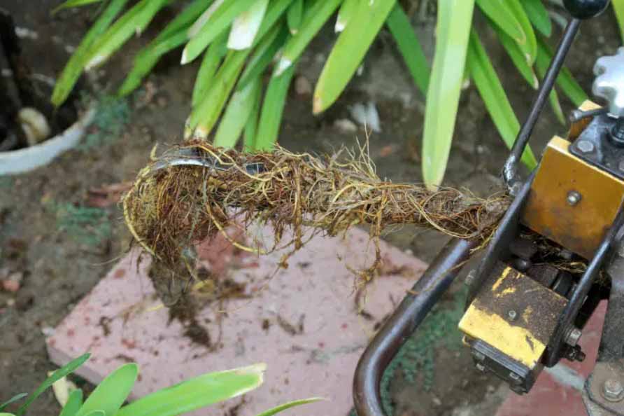 Mechanical root cutter extracting a root mass from a storm drain pipe.