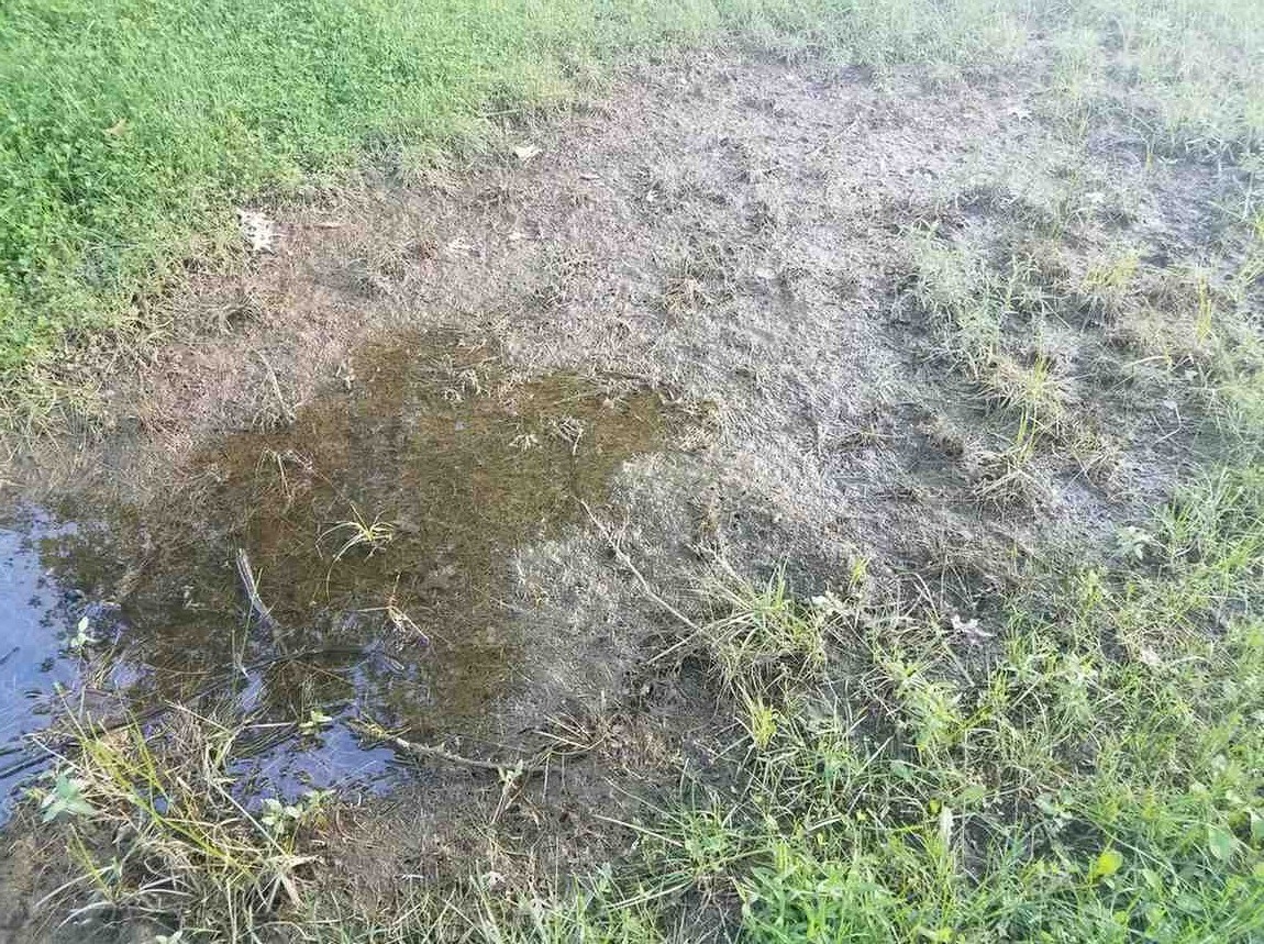 Standing water pooling on a soggy, sunken lawn above a leaking sewer line.